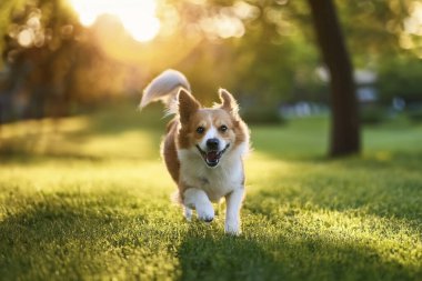 Köpek. Kameraya bakan sevimli bir köpek. Kapatın köpekleri. Parkta oynayan sevimli bir köpek. Seçici odaklanma. Bir araştırmanın geçmişi. Karton kutunun üzerindeki köpek. Köpek yerde yatıyor..