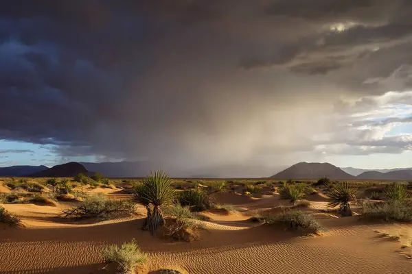 Rain in the desert. Rain in the Sahara Desert. A week of heavy rain is coming in the Sahara Desert. Record high. 2024. Affected countries include Algeria, Mali, Libya and parts of Niger.