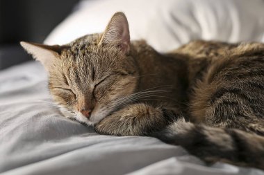 Yatakta uyuyan kedi. Dünya Uyku Günü. İki kedi yavrusu bir yatakta birlikte uyuyorlar. 25 Eylül 2024.