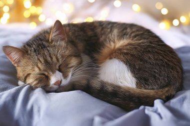 Yatakta uyuyan kedi. Dünya Uyku Günü. İki kedi yavrusu bir yatakta birlikte uyuyorlar. 25 Eylül 2024.