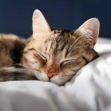 Yatakta uyuyan kedi. Dünya Uyku Günü. İki kedi yavrusu bir yatakta birlikte uyuyorlar. 25 Eylül 2024.