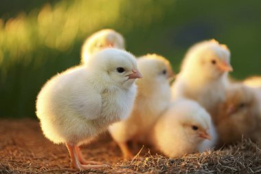 Korkak. Kuş gribi. H5N1 ve H5N2. Çiftlikteki Babys piliçleri gibi. Olası bir vaka bir insana bulaştı. İnsanlar arasında bulaşıcı hastalık olasılığını arttırır. Kuş gribi.