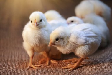 Korkak. Kuş gribi. H5N1 ve H5N2. Çiftlikteki Babys piliçleri gibi. Olası bir vaka bir insana bulaştı. İnsanlar arasında bulaşıcı hastalık olasılığını arttırır. Kuş gribi.