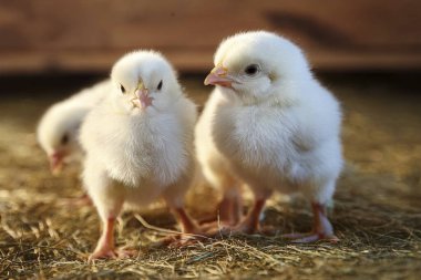 Korkak. Kuş gribi. H5N1 ve H5N2. Çiftlikteki Babys piliçleri gibi. Olası bir vaka bir insana bulaştı. İnsanlar arasında bulaşıcı hastalık olasılığını arttırır. Kuş gribi.