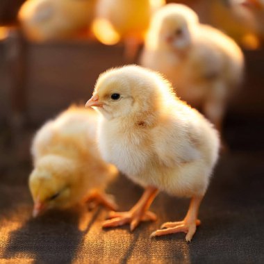 Korkak. Kuş gribi. H5N1 ve H5N2. Çiftlikteki Babys piliçleri gibi. Olası bir vaka bir insana bulaştı. İnsanlar arasında bulaşıcı hastalık olasılığını arttırır. Kuş gribi.