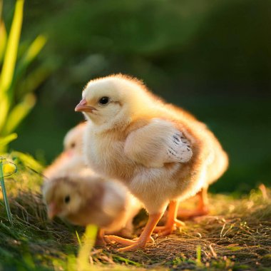 Korkak. Kuş gribi. H5N1 ve H5N2. Çiftlikteki Babys piliçleri gibi. Olası bir vaka bir insana bulaştı. İnsanlar arasında bulaşıcı hastalık olasılığını arttırır. Kuş gribi.