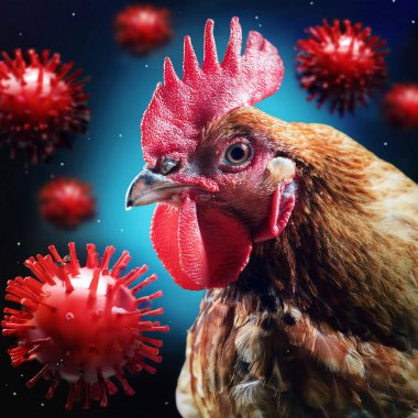 Chicken. Avian influenza. H5N1 and H5N2. Very Babys chicks at farm. Possible case transmitted to a human. Increases the possibility of contagion between humans. Bird flu. clipart