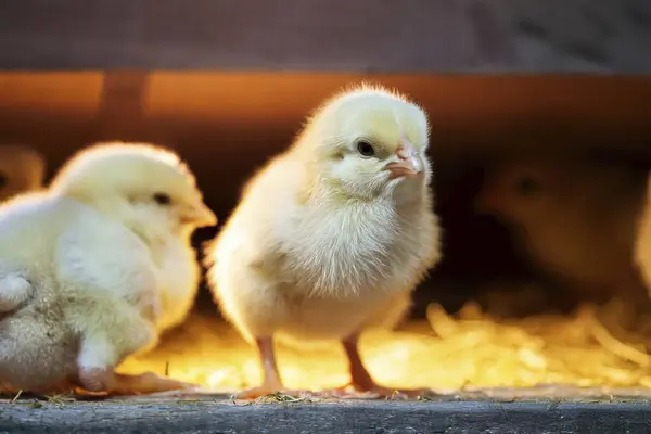 stock image Chicken. Avian influenza. H5N1 and H5N2. Very Babys chicks at farm. Possible case transmitted to a human. Increases the possibility of contagion between humans. Bird flu.