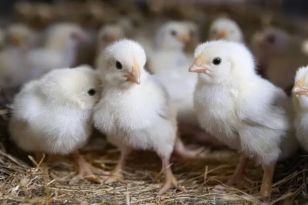 stock image Chicken. Avian influenza. H5N1 and H5N2. Very Babys chicks at farm. Possible case transmitted to a human. Increases the possibility of contagion between humans. Bird flu.