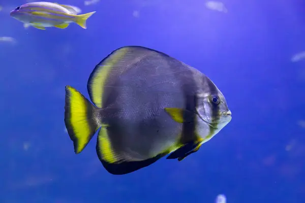 stock image Underwater. Tropical fish swim underwater. Shot of a turtle and a crampfish swimming. Jellyfish. Shark. Oceanographic Aquarium of Valencia. Oceanographic Aquarium of the City of Arts and Sciences.