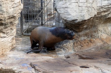 Deniz aslanı. Sealion 'da. Sudan fırlayan bir deniz aslanı, balık avlarken güneş ışığını yakalayan okyanus damlacıklarıyla birlikte. Rookery Steller deniz aslanları.