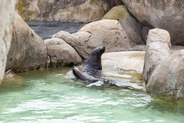 Deniz aslanı. Sealion 'da. Sudan fırlayan bir deniz aslanı, balık avlarken güneş ışığını yakalayan okyanus damlacıklarıyla birlikte. Rookery Steller deniz aslanları.