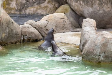 Deniz aslanı. Sealion 'da. Sudan fırlayan bir deniz aslanı, balık avlarken güneş ışığını yakalayan okyanus damlacıklarıyla birlikte. Rookery Steller deniz aslanları.