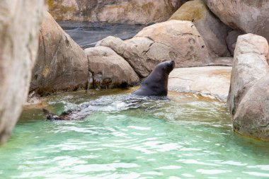 Sea lion. The Sealion. A sea lion leaping out of the water, with droplets of ocean spray catching the sunlight as it hunts fish. The Rookery Steller sea lions. clipart