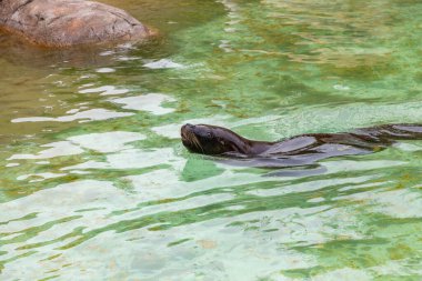 Sea lion. The Sealion. A sea lion leaping out of the water, with droplets of ocean spray catching the sunlight as it hunts fish. The Rookery Steller sea lions. clipart