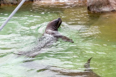 Deniz aslanı. Sealion 'da. Sudan fırlayan bir deniz aslanı, balık avlarken güneş ışığını yakalayan okyanus damlacıklarıyla birlikte. Rookery Steller deniz aslanları.