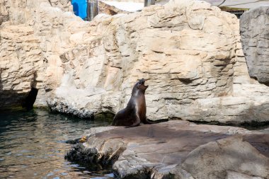 Deniz aslanı. Sealion 'da. Sudan fırlayan bir deniz aslanı, balık avlarken güneş ışığını yakalayan okyanus damlacıklarıyla birlikte. Rookery Steller deniz aslanları.