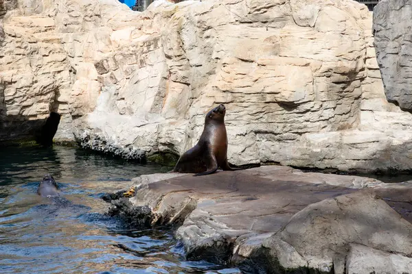 Deniz aslanı. Sealion 'da. Sudan fırlayan bir deniz aslanı, balık avlarken güneş ışığını yakalayan okyanus damlacıklarıyla birlikte. Rookery Steller deniz aslanları.