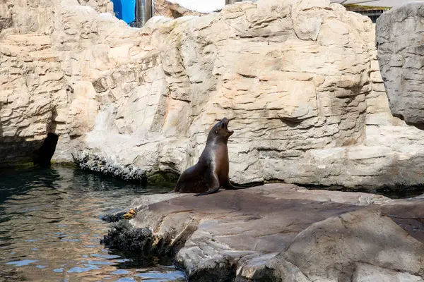 Deniz aslanı. Sealion 'da. Sudan fırlayan bir deniz aslanı, balık avlarken güneş ışığını yakalayan okyanus damlacıklarıyla birlikte. Rookery Steller deniz aslanları.