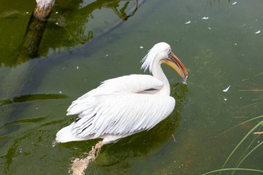 Pelikan. Mutlu pelikanlar. Pelikan, egzotik mavi bir denizi olan bir iskelede duruyor. Tropikal sakin bir iskele sahnesi.