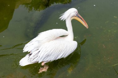 Pelikan. Mutlu pelikanlar. Pelikan, egzotik mavi bir denizi olan bir iskelede duruyor. Tropikal sakin bir iskele sahnesi.