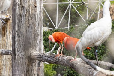 Kuşlar. İspanya 'nın Valencia şehrindeki bir parkta kuşlar. Pelikanlar (Pelecanus erythrorhynchos), Eudocimus ruber (Scarlet ibis), Greater flamingo (Phoenicopterus roseus).