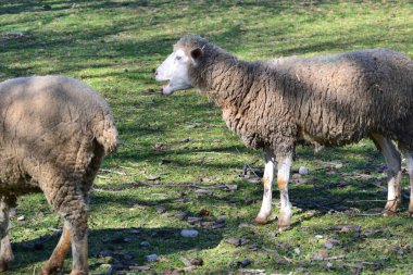 Sheep. Sheep looking at the camera standing in the grass with the flock grazing in a field. Lambs. Two twin lambs in spring. A tender moment between the mother and her babies in a green field. clipart