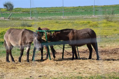 Eşek. Sağanak yağmurdan sonra çamurlu bir arazide tatlı bir eşek. Dağ yolunda bir eşek. Hayvanat bahçesi. (Equus asinus) Macar eşek veya eşeklerinin yakın çekimi)