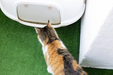 Kedi. Bir kedi portresi. Yerde yatan üç renkli genç bir kedi. Kedi yerde oturuyor. Bir evde çok renkli güzel bir kedi. Kedi yiyor. Kedi tırnak için kazı kazanı kullanıyor..