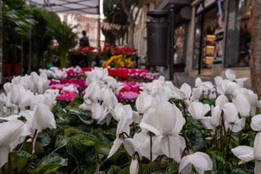 Birçok alp menekşe bitkisi, siklamen persicum. Majorcan 'ın İnka kasabasının güzel toprakları. Sokak tezgahları çiçek satıyor ve insanlar geziniyor. İspanya