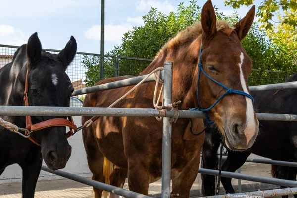 stock image Annual autumn farm animal exhibition fair in the Majorcan town of Porreres, Spain. Exhibition of a different horses