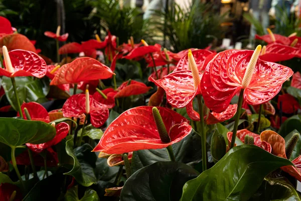 Anthurium bitkilerinin kırmızı çiçeklerine yakın çekim, Anthurium scherzerrianum