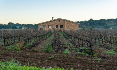 Kanlı bir kış sabahı şafak vakti, Mallorca, Felanitx, İspanya 'nın iç kesimlerinde bulunan üzüm bağları çiftliği.