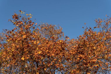 Batı uçak ağacı, Platanus Hispanica, güneşli bir sonbahar sabahı, portakal yapraklarıyla. Mallorca Adası, İspanya