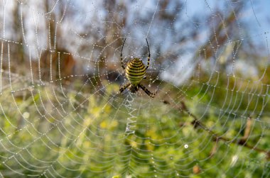 Argiope bruennichi adında bir eşekarısı örümceğinin kışın şafak vakti yeşil bir çayırdaki örümcek ağına yakın çekimi. Mallorca Adası, İspanya
