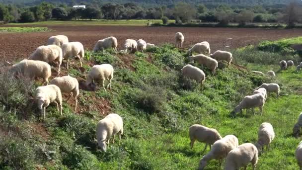Flock Sheep Grazing Green Meadow Island Mallorca Sunny Winter Morning — Vídeo de stock