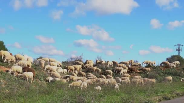 Flock Får Betar Grön Äng Mallorca Solig Vintermorgon Spanien — Stockvideo