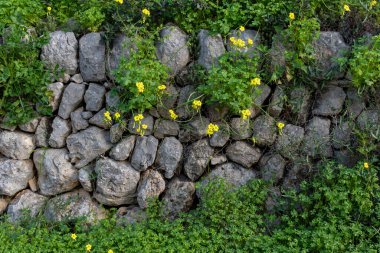 Dry stone wall typical of the island of Mallorca called marge, with plants and winter wild flowers, Spain