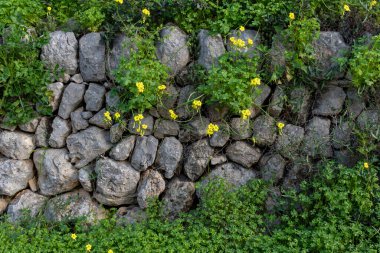 Dry stone wall typical of the island of Mallorca called marge, with plants and winter wild flowers, Spain clipart