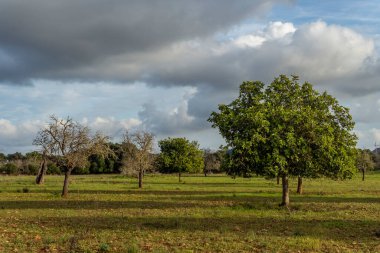 A Carob tree crop, Ceratonia siliqua, in a green field of yellow vinegar plant flowers, with a rural house in the background. Island of Mallorca, Spain