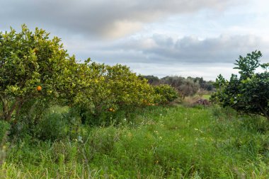 Güneşli bir sabahta organik portakal ağaçlarının kırsal alanı. Mallorca Adası, İspanya