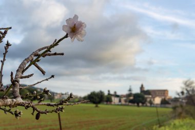 Close-up of an almond blossom, in the background a general view of the Mallorcan village of Ca's Concos at sunset on a winter day. Island of Mallorca, Spain