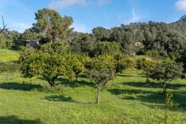 Rural field of organic orange trees, Citrus sinensis, on a sunny morning. Island of Mallorca, Spain