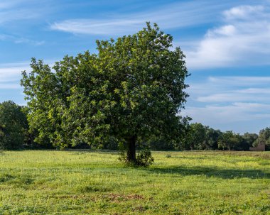 A Carob tree crop, Ceratonia siliqua, in a green field of yellow vinegar plant flowers, with a rural house in the background. Island of Mallorca, Spain