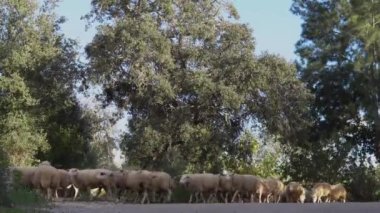 Flock of sheep running into a field to graze. Island of Mallorca, Spain