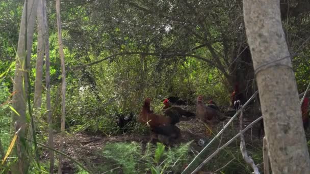 Roosters Hens Rural Field Island Mallorca One Winter Afternoon Spain — Stock video