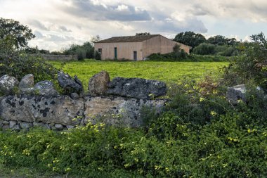 Terk edilmiş kırsal bir evde, harabe halinde, sarı otlar ve kır çiçekleriyle dolu bir arazide. Mallorca Adası, İspanya