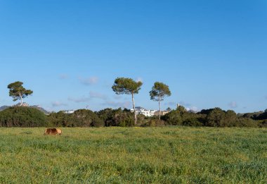 A pony grazing in a field of green grass, on the coast of the island of Mallorca at sunrise. Spain