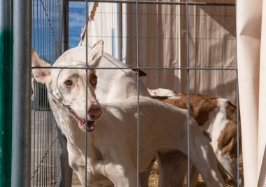 Majorcan kasabası Santanyi 'de avcılık ve avcılık fuarı. İbizan türünün av köpekleri sergisi, İbizan Podenco