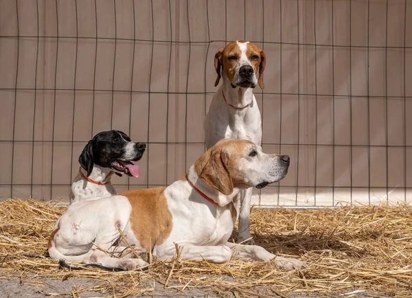 Majorcan kasabası Santanyi 'de avcılık ve avcılık fuarı. Pointer cinsinin av köpekleri sergisi.